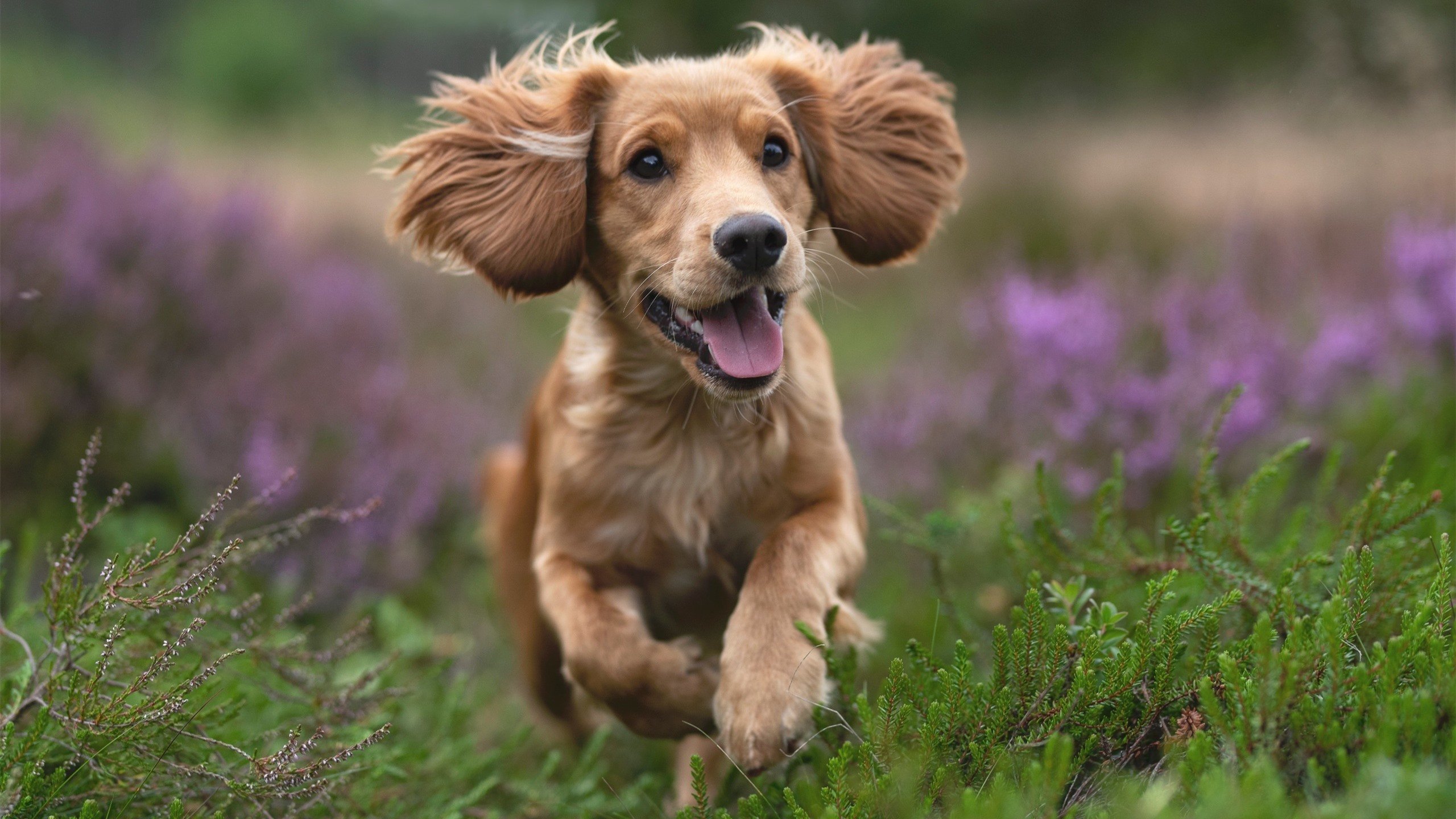 在亿万目光的引力场中，他正将我们熟悉的足球拖向一个未知而璀璨的星域—今夜，贝林厄姆就是那颗新生的超新星