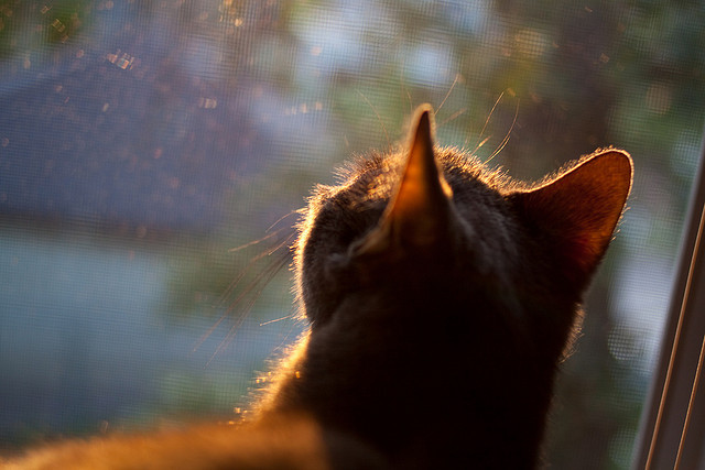 雷火电竞官网-绿茵琴弦上的唯一主宰，2026世界杯之夜，马克西封神无争议