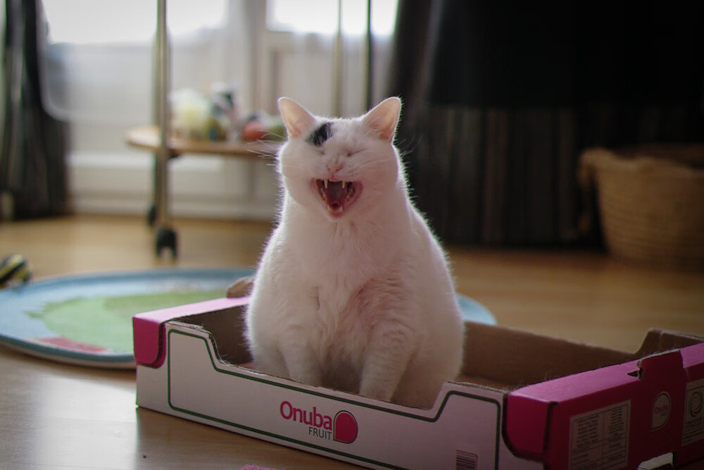 雷霆新王登基!拉梅洛式爆发击溃独行侠,俄城青春风暴席卷争冠路