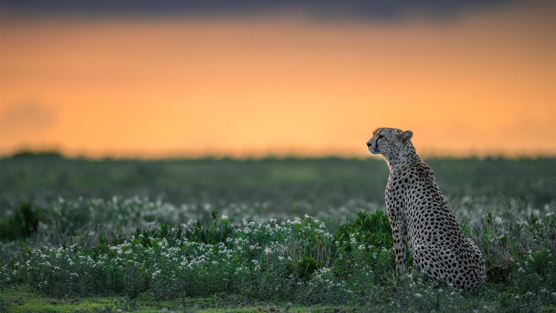 跨洋对决!伦纳德爆砍38分统治攻防,尼克斯加时鏖战力克山西队