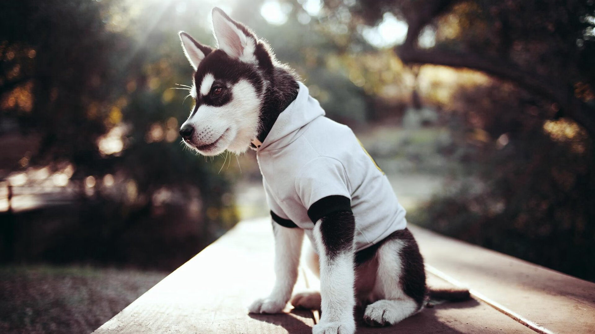 金玟哉一锤定音，曼联强势晋级尼斯