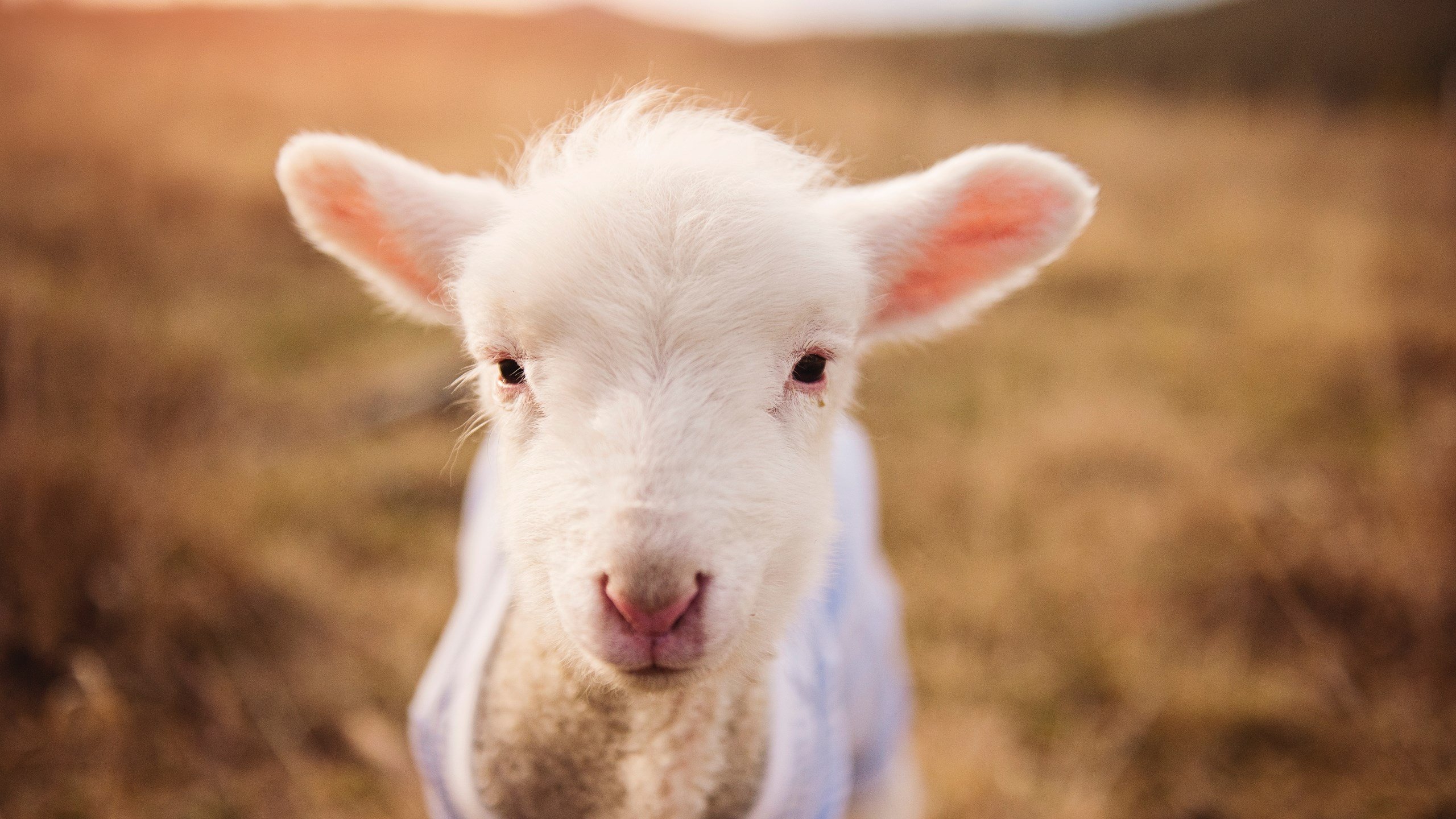 星尘与钢铁，当火箭击穿灰熊，浓眉在世界杯接管世界