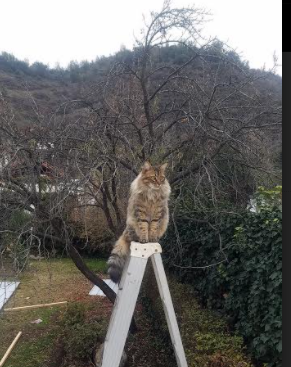 雷火电竞简介-一球定江山，英格拉姆在年度焦点之夜的封神时刻