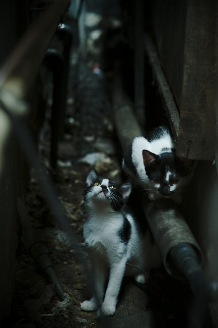 雷火电竞合作-跨界之战，当欧冠半决赛迎来篮球的轰鸣